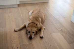 Alhambra CA Oak engineered glue down flooring