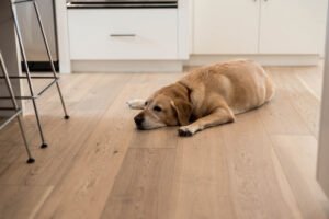 Alhambra CA Oak engineered glue down flooring